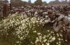 Burren - Flowers