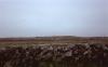 Burren - Stone Wall