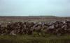 Burren - Stone Wall