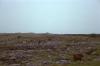 Burren - Cattle in a Field