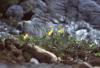 Burren - Flowers