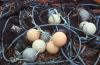 Donegal - Fishing Nets