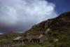 Donegal - Old Houses