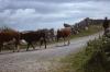 Connemara/Galway - Man Driving Cattle