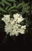 Houses and Castles - Meadowsweet