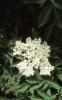 Houses and Castles - Meadowsweet