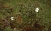 Houses and Castles - Plant