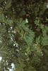 Houses and Castles - Plant