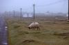 Dingle - Sheep in a Field