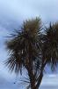Dingle - Cordyline Australis