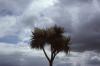 Dingle - Cordyline Australis
