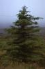 Dingle - Conifer Tree