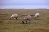 Dingle - Sheep in a Field