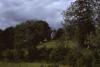 Dingle - Trees and Fields