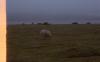 Dingle - Sheep in a Field