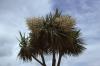 Dingle - Cordyline Australis