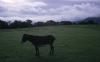 Along the Roadside - Donkey in a Field