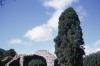 Glendalough - Sky and Tree