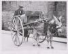 A man with his donkey and cart smiles with the camera.