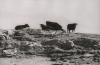 Cattle on Clare Island, Co.Mayo.
